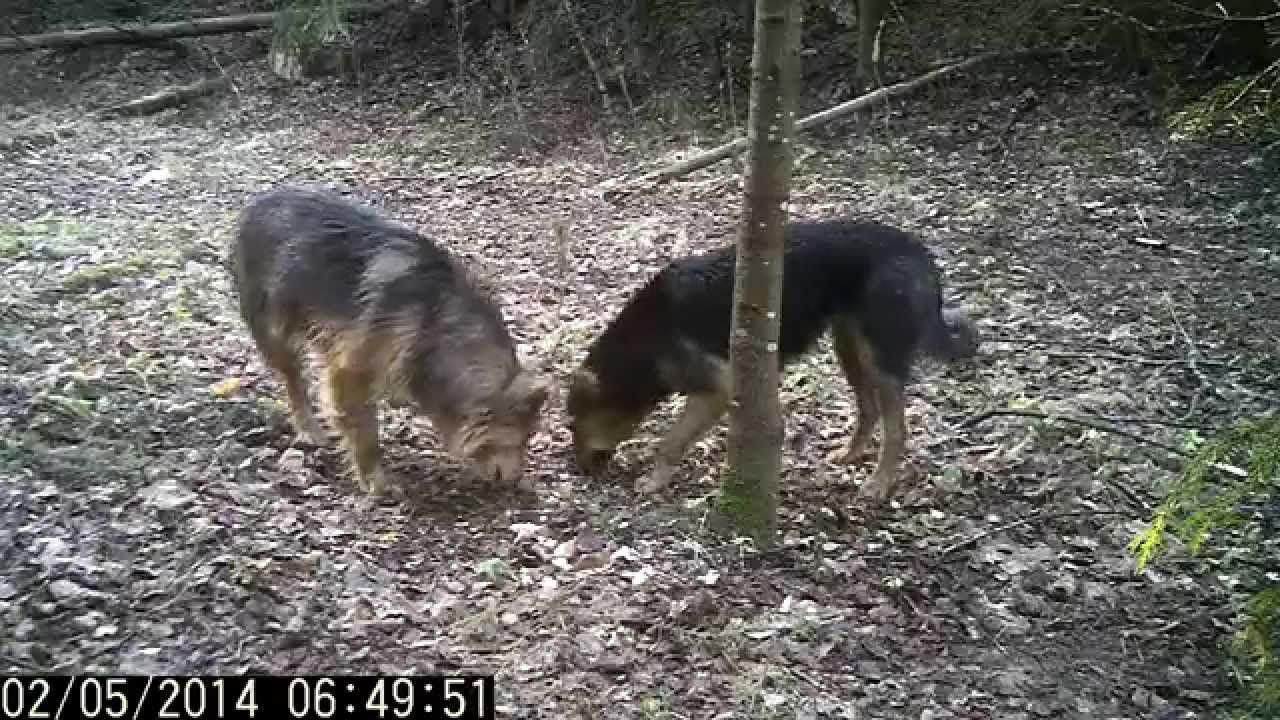 Уличная фотоловушка Suntek HC-300A Camo