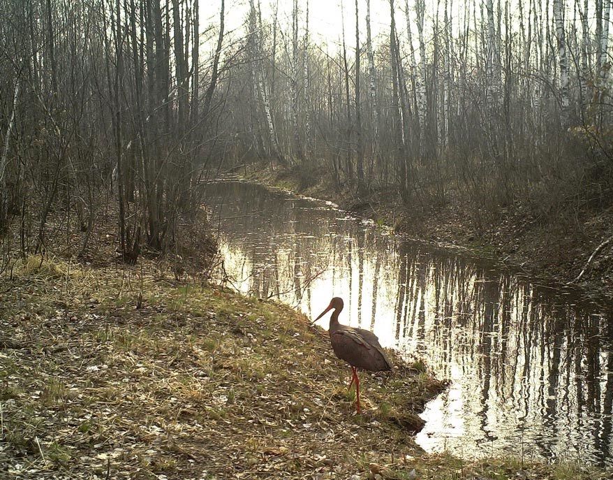 Уличная GSM MMS камера Suntek HT-002LIM (Camo)