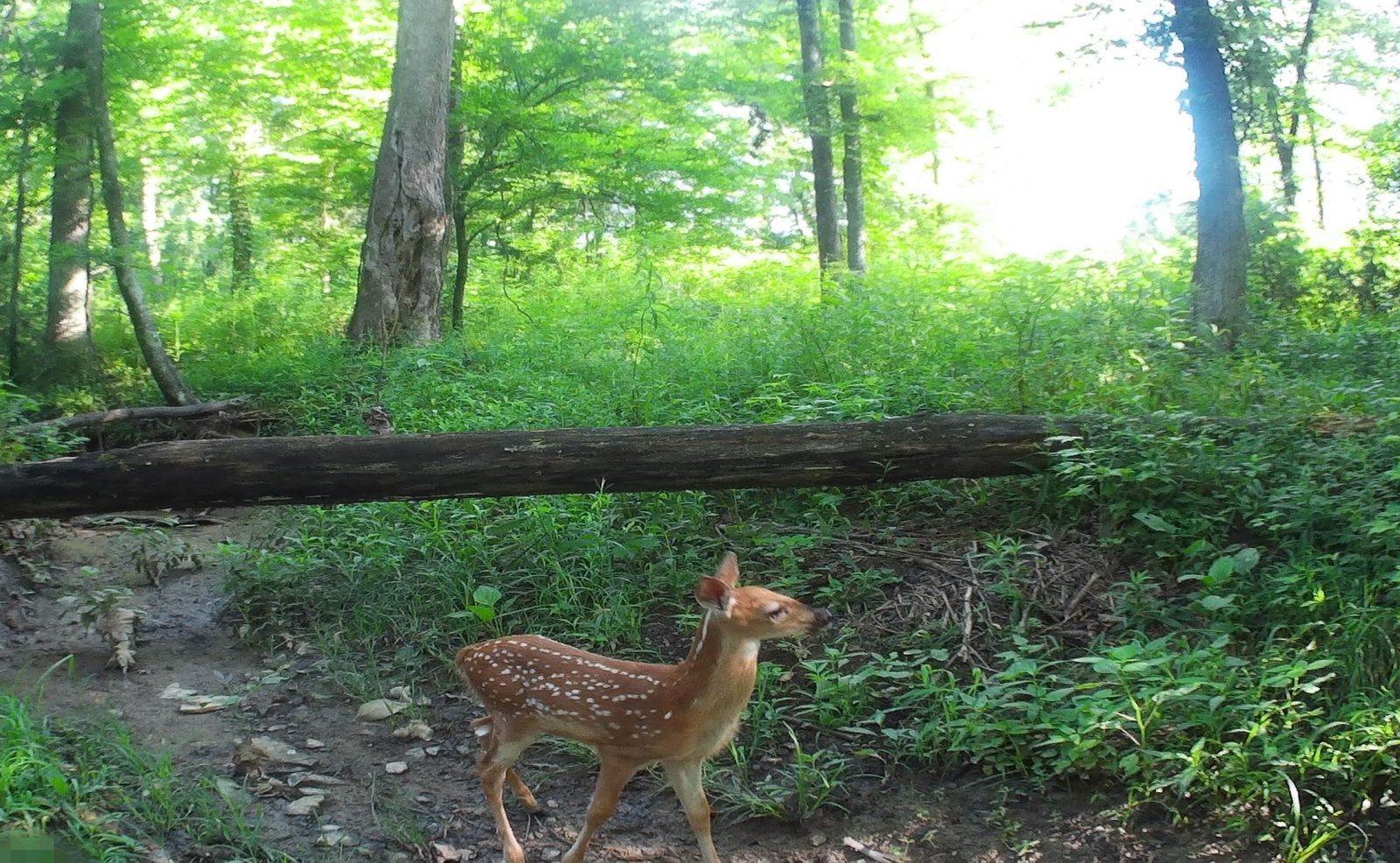 Уличная GSM/MMS камера Bestok LTL-5210MM CAMO