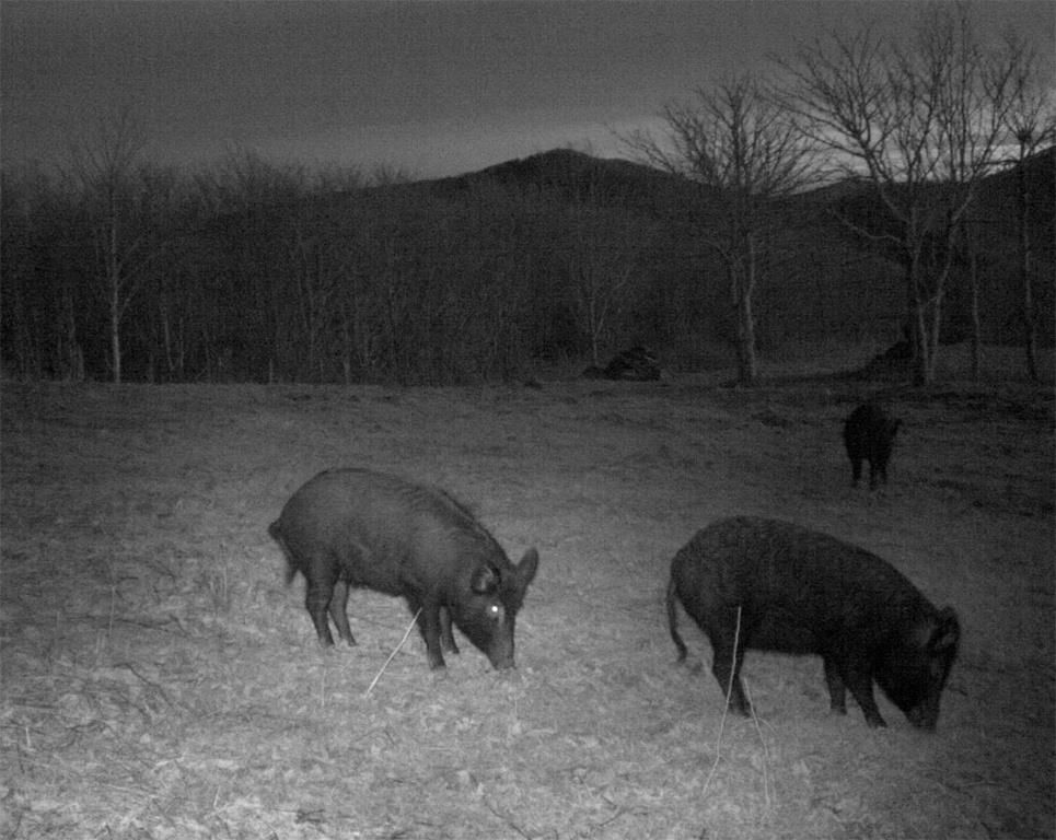 Уличная GSM/MMS камера Bestok LTL-5210MM CAMO