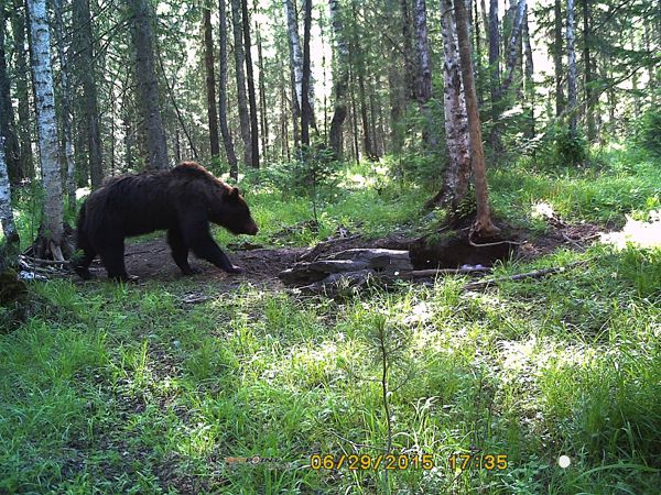 Уличная 3G/GSM/MMS камера HC-350G медведь