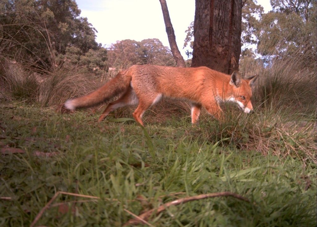 Фото с фотоловушки Acorn LTL-6510MC