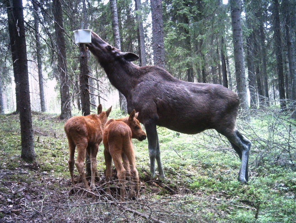 Acorn LTL-6310WMG-3G