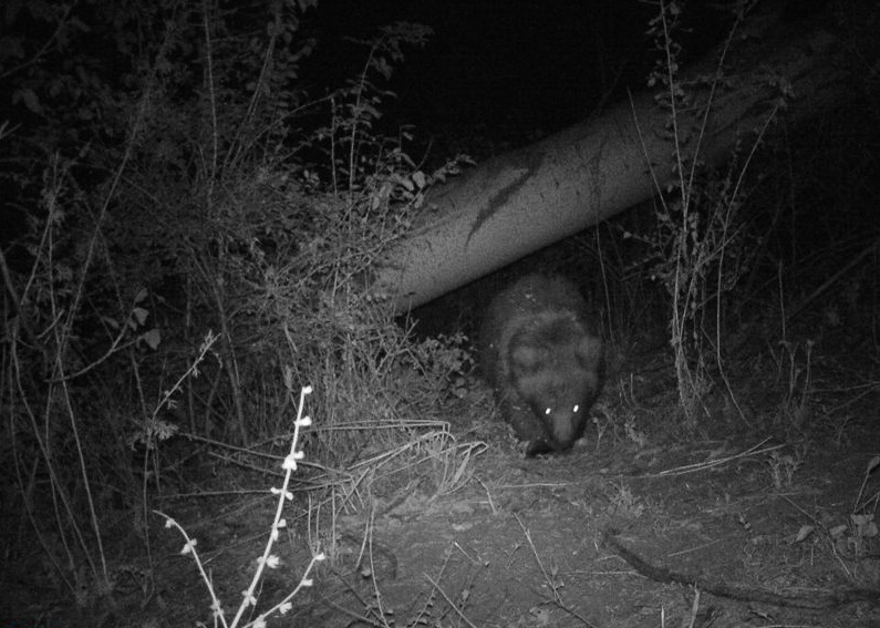 Уличная GSM MMS камера HC-350M, съемка ночью